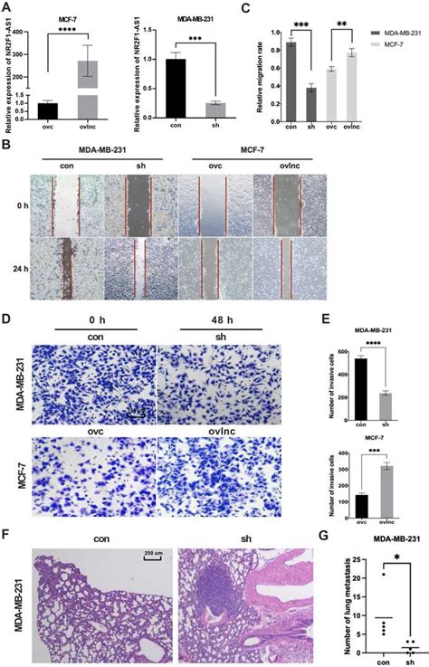 Lnc Nr2f1 As1 Promotes Breast Cancer Metastasis By Targeting The Mir 25