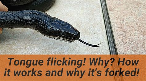 Snake Senses Why Is A Snake S Tongue Forked Why Is It Always Flicking