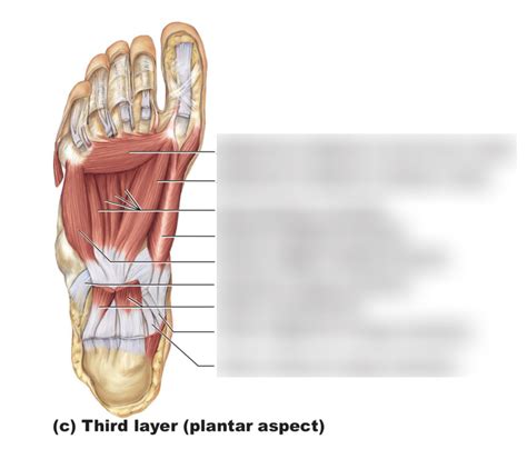 Third Layer Of Plantar Muscles Diagram Quizlet