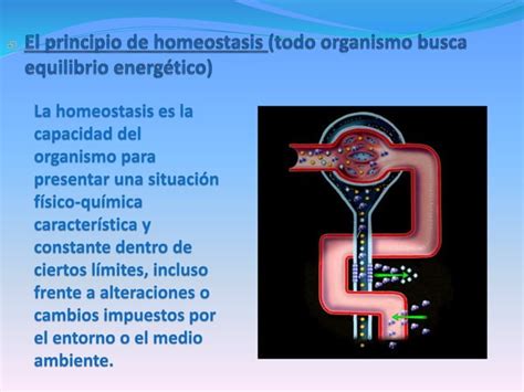 Principios Unificadores De La Biolog A Ppt