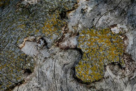 Rindengemälde Weststrand Darßer Wald Rita Fortmeier Flickr