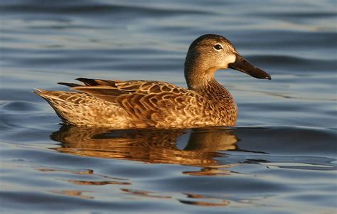 Blue Winged Teal Female