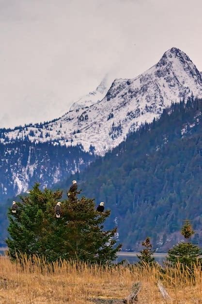 Premium Photo Bald Eagles Perched On A Tree Near Homer Alaska