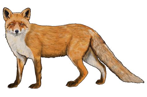 How To Draw A Fox