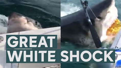 Once In A Lifetime Close Encounter With Great White Shark Shocks