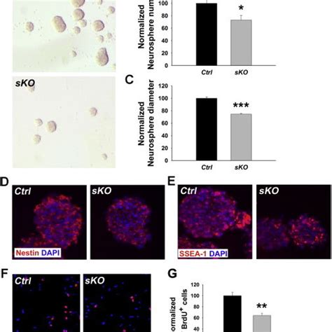 The Mir 17 92 Cluster Promotes Proliferation Of Cortical Neural Stem Download Scientific