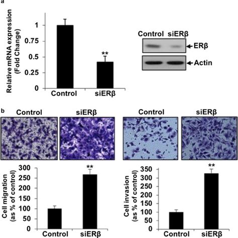 Er And Er Expression In Three Ovarian Cancer Cell Lines Skov