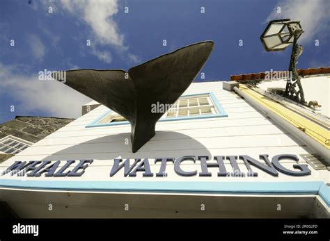 Whale Watching shop in Lajes do pico, South coast, Pico Island, Azores ...