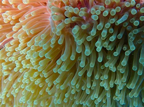 Sea Anemone Ocean Plant - Ocean Info