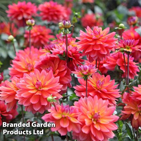 Dahlia Fire Pot Suttons