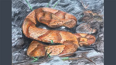 Copperhead Snake Drawing Time Lapse Youtube