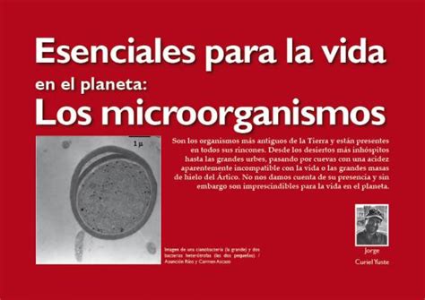 Esenciales Para La Vida En El Planeta Los Microorganismos Museo Nacional De Ciencias Naturales