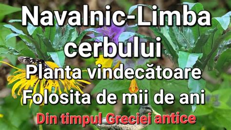 Limba Cerbului Planta Ce Vindeca Fierea Rinichii Plamanii Beneficii