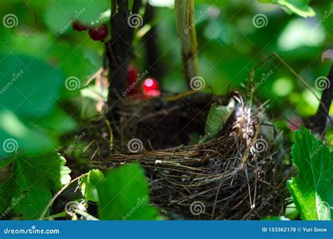 Nid Vide Dans Le Buisson Photo Stock Image Du Vide 153362178