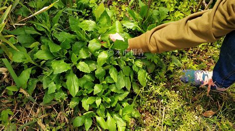 农村路边这种野草，长得酷似马兰头，见到可别错过，晒干18元一斤