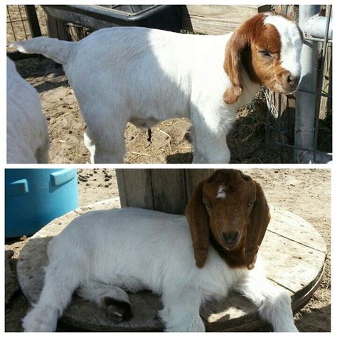 2 of our new baby boer goats 2014. | Boer goats, Baby goats, Goats