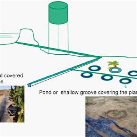 Basin irrigation system with channels and furrows coated with plastic... | Download Scientific ...