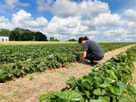 Erdbeeren Pfl Cken In Stuttgart Raus Mit Uns De