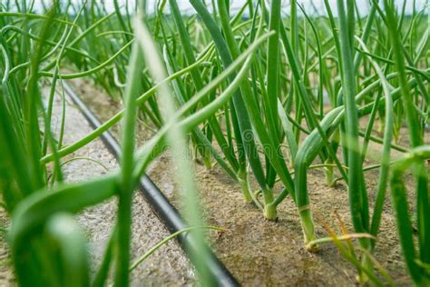 Brotos Verdes Novos Da Cebola Que Crescem Em Um Campo Irrigado Foto De