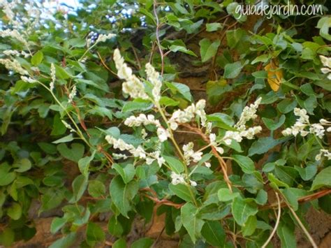 16 Plantas Silvestres Para Identificar Guía De Jardín