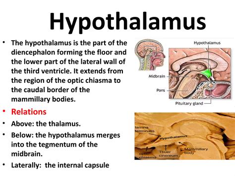 Anatomy of diencephalon | PPT