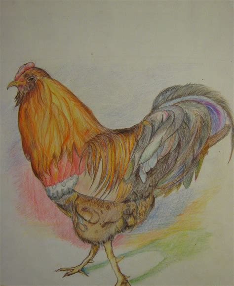 Rooster Color Pencil Drawing Of A Rooster Irvinmagic Flickr