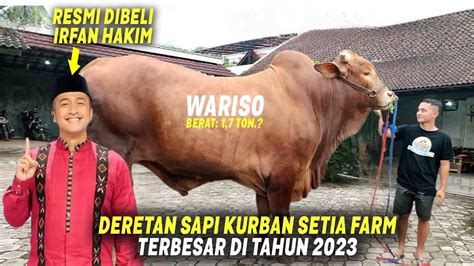 WARISO Pecah Rekor SAPI TERBESAR Deretan Sapi Kurban Terbesar Setia