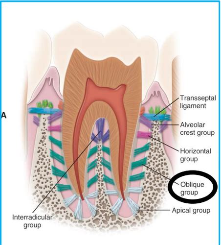 Oral Histology And Embryology Exam Chapter Flashcards Quizlet