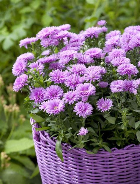 Krukke Asters Aster Hybrid Cm Potte Plantorama