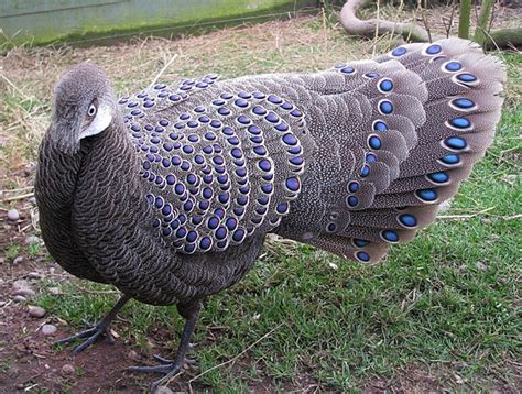 Grey Peacock Pheasant Polyplectron Bicalcaratum Also Known As Burmese