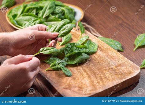 Raw Food Healthy Eating Close Up Of Woman Hand Adding Spinach Leaves