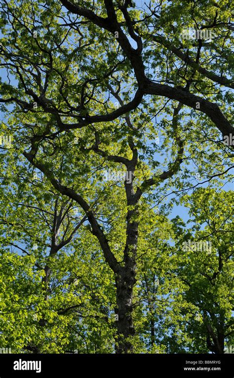 Mighty Oak Tree Hi Res Stock Photography And Images Alamy