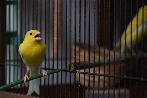 How to train a canary to sing? | My Bird Garden