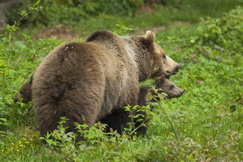 Brown bear with cubs stock photo. Image of mother, mammals - 47149010