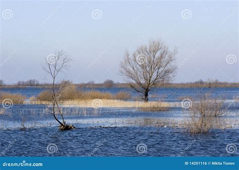 River overflow stock photo. Image of scene, plant, spring - 14201116