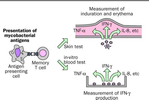 Figure 2 From Interferon Gamma Release Assays In Denmark Population