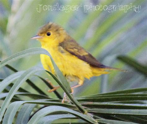 Northern Illinois Birder Yellow Warbler