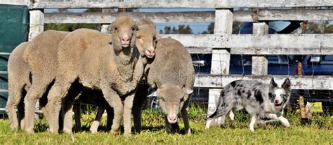 Sheepdog Stock Image Image Of Livestock Working Sheep 8246057