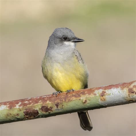 Cassin S Kingbird Tyrannus Vociferans San Luis Obispo Co Flickr