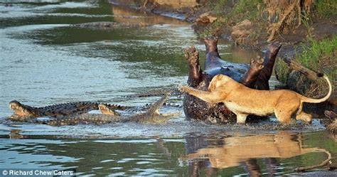 CabelKawan: Crocodile Vs Lion