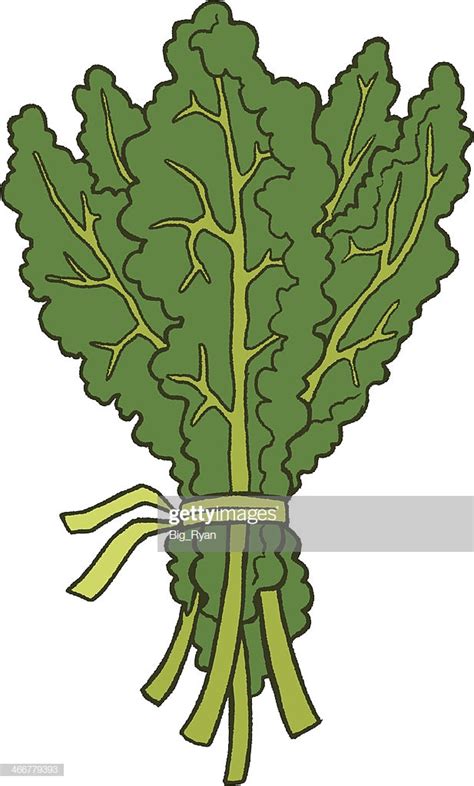 kale clip art 10 free Cliparts | Download images on Clipground 2025