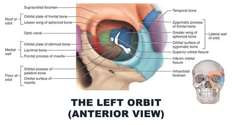 The Left Orbit Anterior View Anatomy Images Illustrations Anatomy