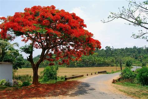 25 Delonix Regia Seeds Flame Tree Royal Poinciana Flamboyant Tree