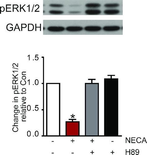 Effect Of The Pka Inhibitor H 89 On Neca Mediated Reduction Of Erk12