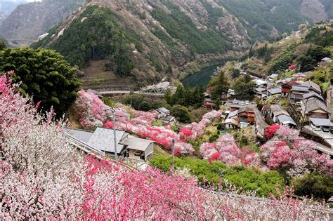 Niyodogawa Town's Teramura District in Kochi Prefecture bursts with ...