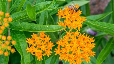 Orange Milkweed Monarch Seeds For Planting Sgardenbay8 Asclepias