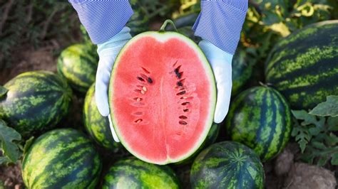 Why Watermelon Is Considered A Vegetable In Oklahoma