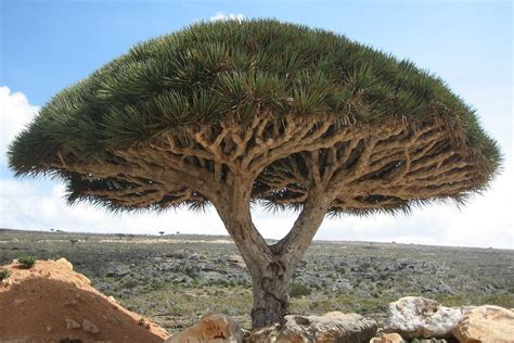 5 Of The Weirdest Trees On Earth - THE ENVIRONMENTOR