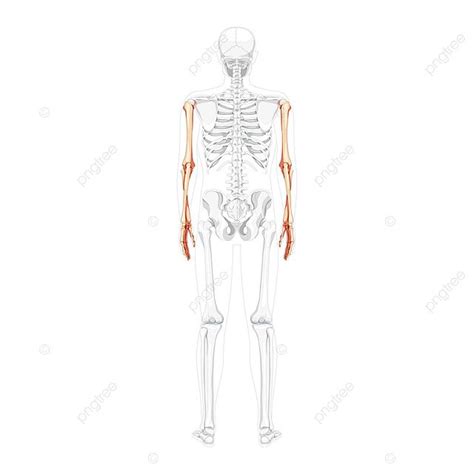 3d Skeleton Arms On Human Back With Transparent Bones Vector Elbow