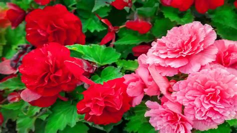 Diversity Of Begonia Flowers - A Expert Guideline